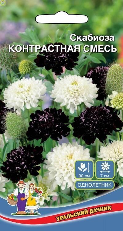 Купить оптом в Ботанике семена Скабиоза Контрастная смесь УД бренд Уральский дачник