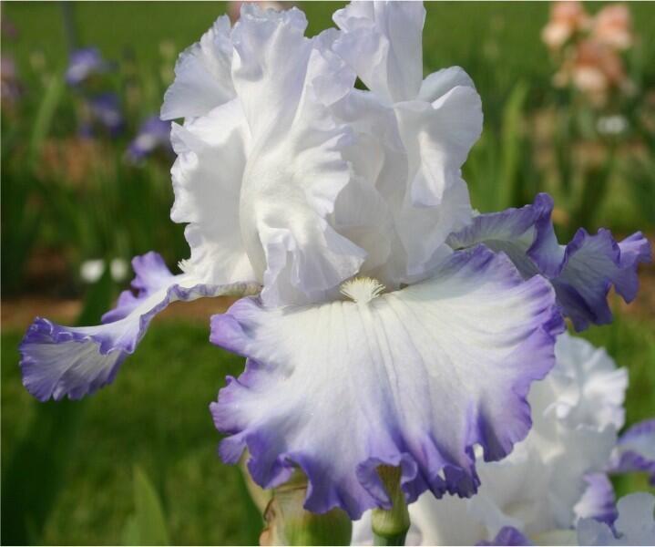 Купить оптом в Ботанике Ирис Хертстринг Страммер 2 шт