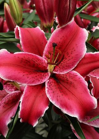 Купить оптом в Ботанике Лилия Зорро 5 шт