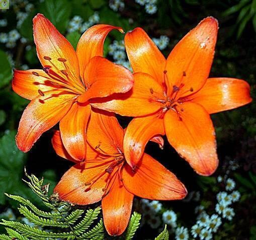 Купить оптом в Ботанике Лилия Сансет Бульвар 25 шт