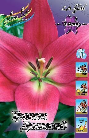 Купить оптом в Ботанике Лилия Тропик Диамонт 10 шт