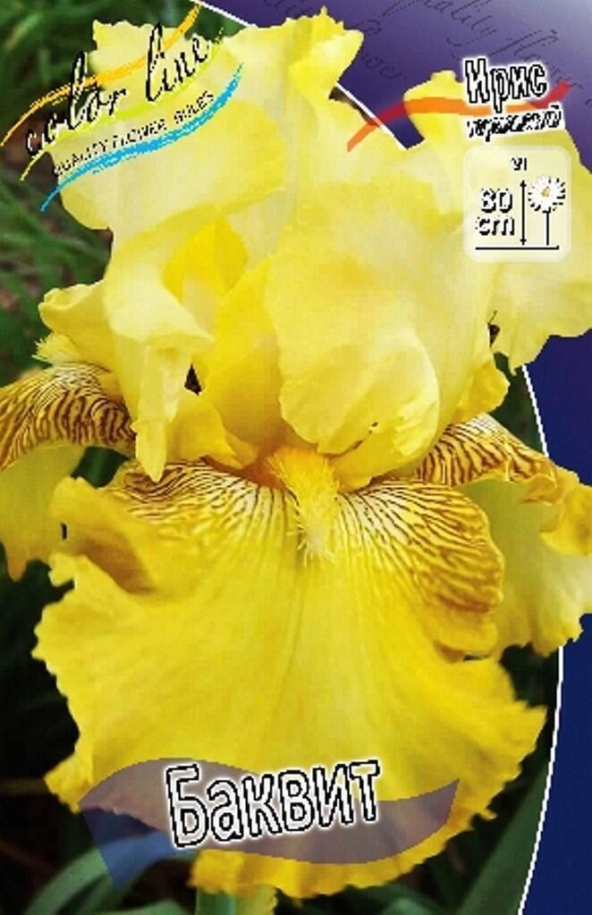 Купить оптом в Ботанике Ирис Баквит 2 шт