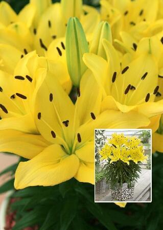 Купить оптом в Ботанике Лилия Голдвинг 7 шт