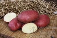 Купить оптом в Ботанике семена Картофель Маяк Сед бренд СеДеК