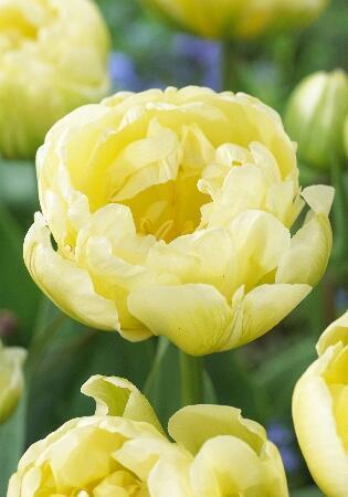 Купить оптом в Ботанике Тюльпан Черил 10 шт