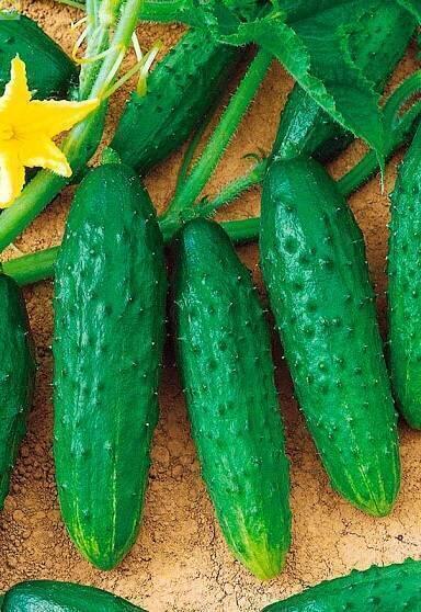 Купить оптом в Ботанике семена Огурец Универсальный УД бренд Уральский дачник