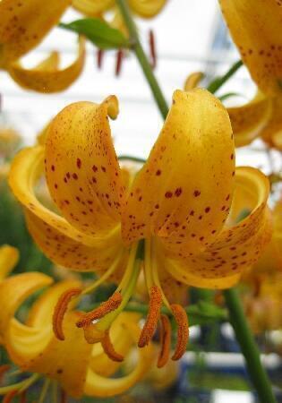 Купить оптом в Ботанике Лилия Хансона 2 шт