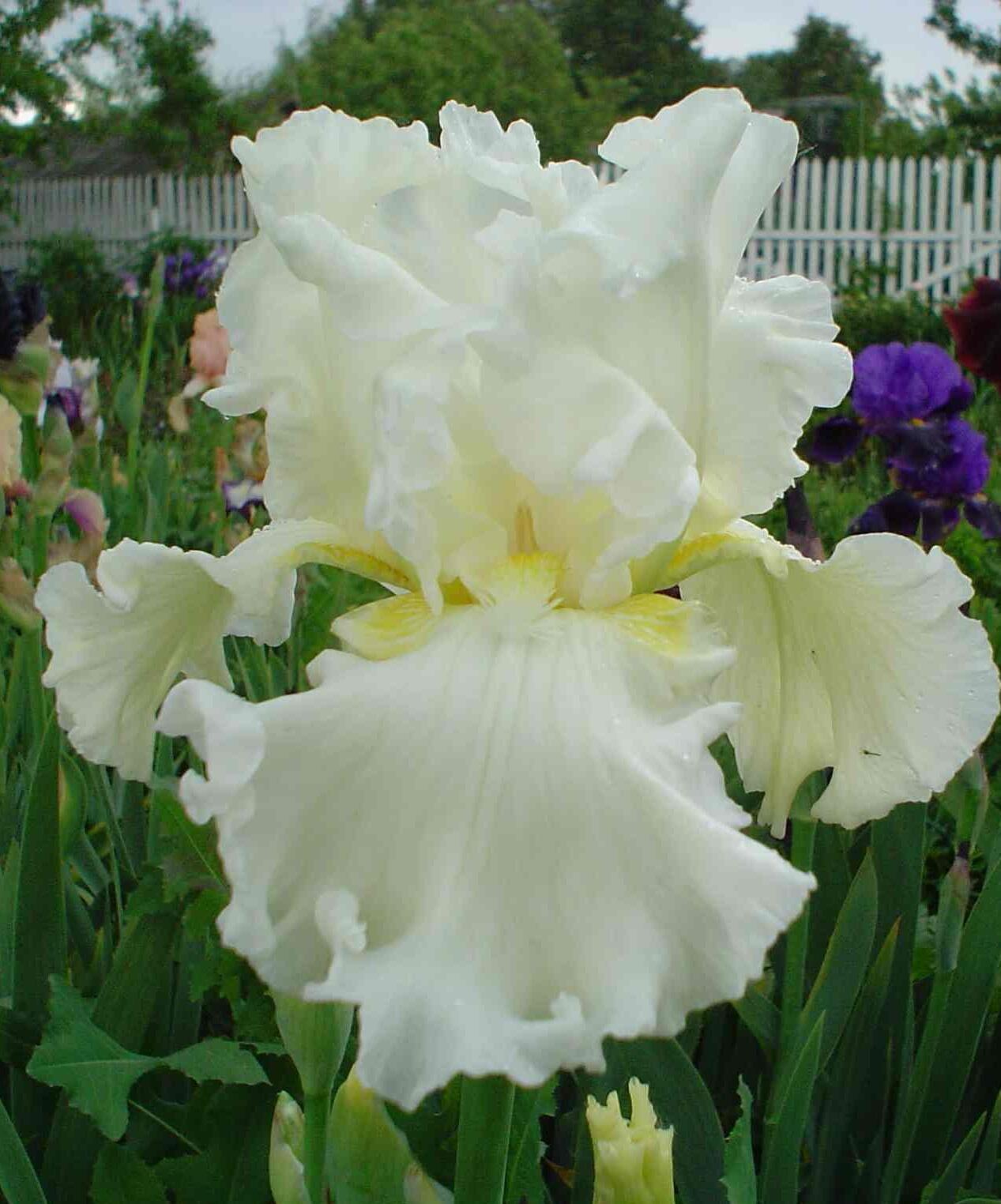 Купить оптом в Ботанике Ирис Элизабет Полдарк 50 шт