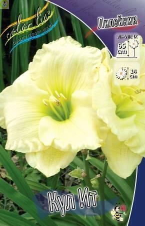 Купить оптом в Ботанике Лилейник Кул Ит 25 шт