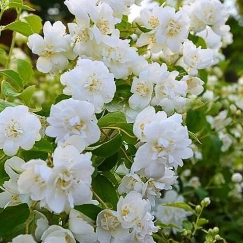 Купить оптом в Ботанике Чубушник Каролинка