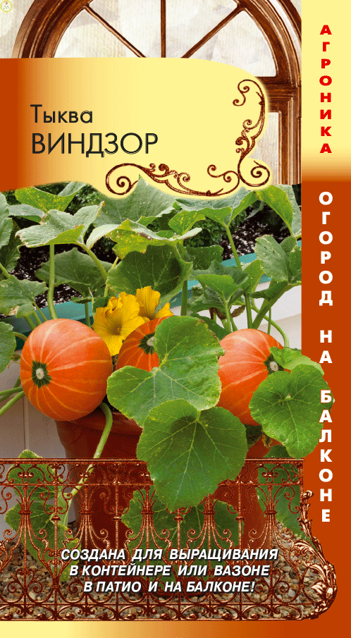 Купить оптом в Ботанике семена Тыква Виндзор Плз бренд Плазмас