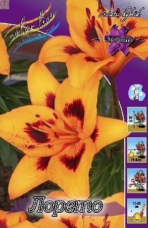 Купить оптом в Ботанике Лилия Лорето 5 шт