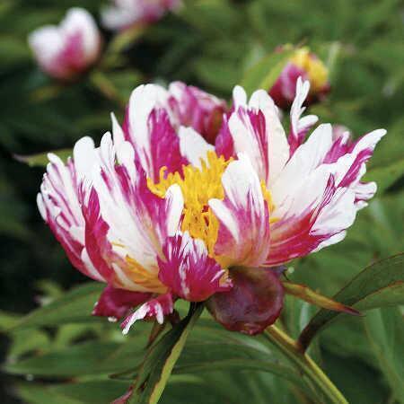 Купить оптом в Ботанике Пион Твиттерпейтед 1 шт