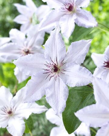 Купить оптом в Ботанике Клематис Сноу Куин 2 шт