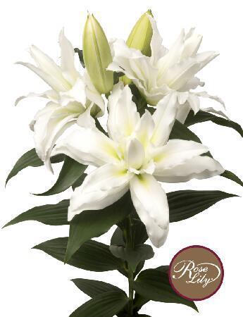 Купить оптом в Ботанике Лилия Леона 5 шт