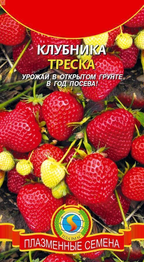 Купить оптом в Ботанике семена Клубника Треска Плз бренд Плазмас