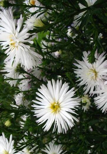 Купить оптом в Ботанике семена Азарина Лазающая белая Акв бренд Акварель