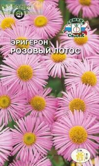 Купить оптом в Ботанике семена Эригерон Розовый лотос Сед бренд СеДеК