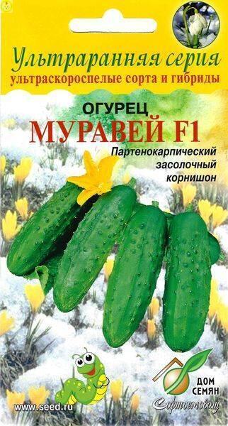 Купить оптом в Ботанике семена Огурец Муравей F1 ССО бренд Сортсемовощ