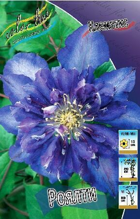Купить оптом в Ботанике Клематис Роялти (полумахровый) 2 шт