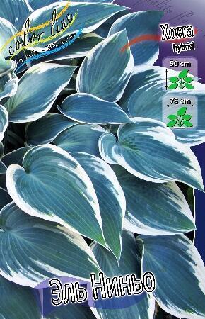 Купить оптом в Ботанике Хоста Эль Ниньо 1 шт