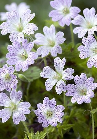 Купить оптом в Ботанике Гераниум Катерина Адель 1 шт