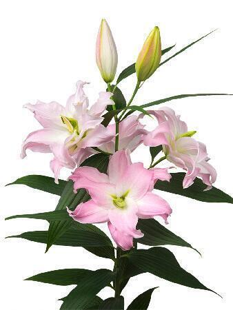 Купить оптом в Ботанике Лилия Кендра 5 шт