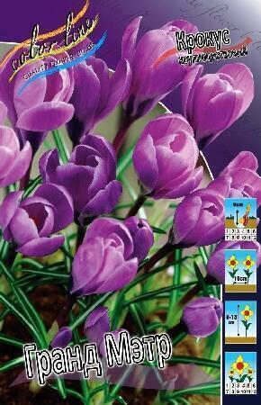 Купить оптом в Ботанике Крокус Гранд Мэтр 10 шт