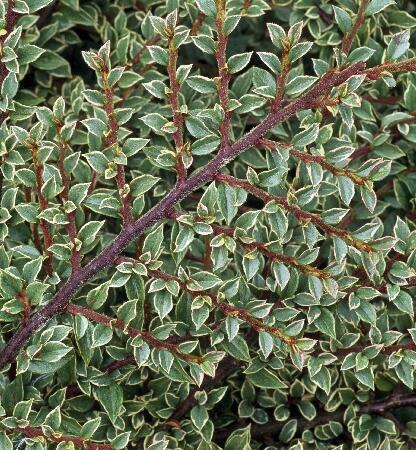 Купить оптом в Ботанике Кизильник горизонтальный Вариегатус