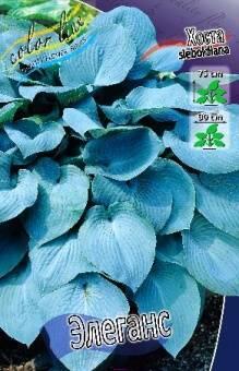 Купить оптом в Ботанике Хоста Элеганс 2 шт