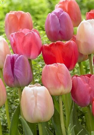 Купить оптом в Ботанике Тюльпан Прайд, смесь 10 шт