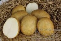 Купить оптом в Ботанике семена Картофель Лидер Сед бренд СеДеК