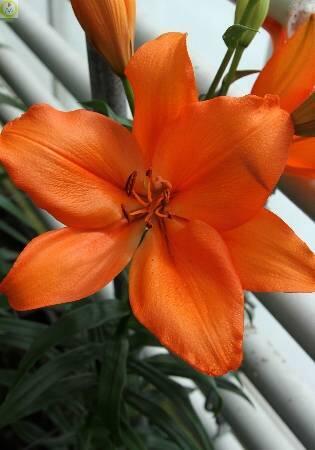 Купить оптом в Ботанике Лилия Миллионер 10 шт