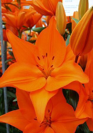 Купить оптом в Ботанике Лилия Кампече 10 шт