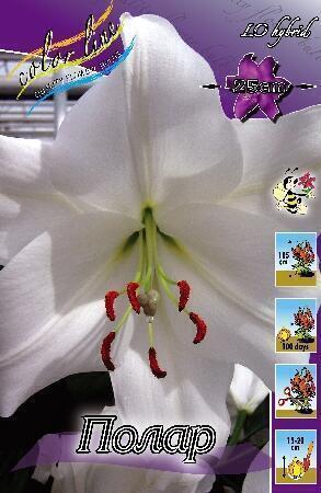 Купить оптом в Ботанике Лилия Полар 5 шт