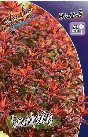 Купить оптом в Ботанике Молочай Бонфайр 1 шт
