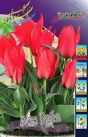 Купить оптом в Ботанике Тюльпан Али Баба 10 шт