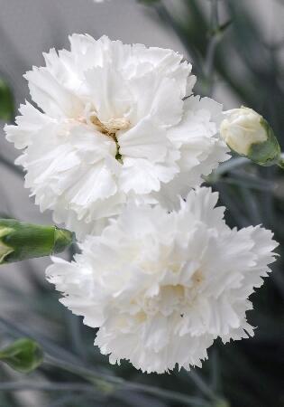 Купить оптом в Ботанике Гвоздика Мемориез  2 шт