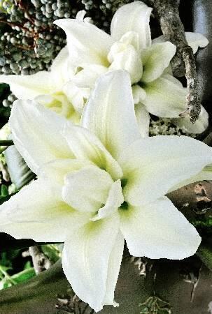 Купить оптом в Ботанике Лилия Каролина 3 шт 