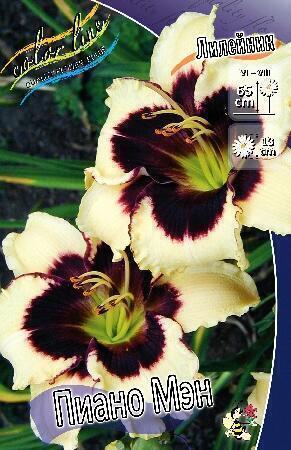 Купить оптом в Ботанике Лилейник Пиано Мэн 1 шт