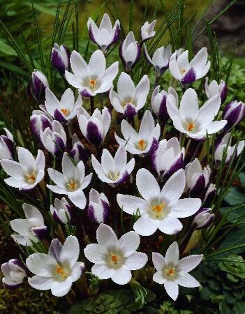 Купить оптом в Ботанике Крокус Леди Киллер 10 шт