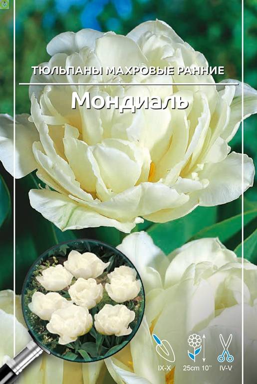 Купить оптом в Ботанике Тюльпан Мондиаль (5шт) 11/12