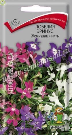 Купить оптом в Ботанике семена Лобелия Жемчужная нить эринус Поиск бренд Поиск