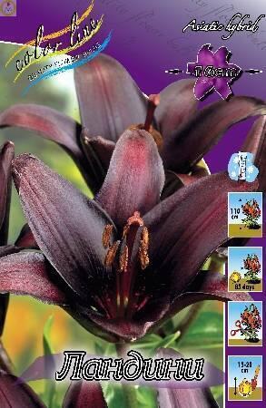 Купить оптом в Ботанике Лилия Электрик 25 шт AZ