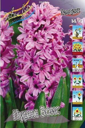 Купить оптом в Ботанике Гиацинт Пурпл Воис 5 шт