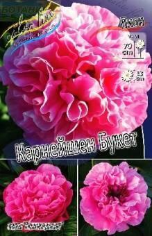 Купить оптом в Ботанике Пион Карнейшен Букет 1 шт