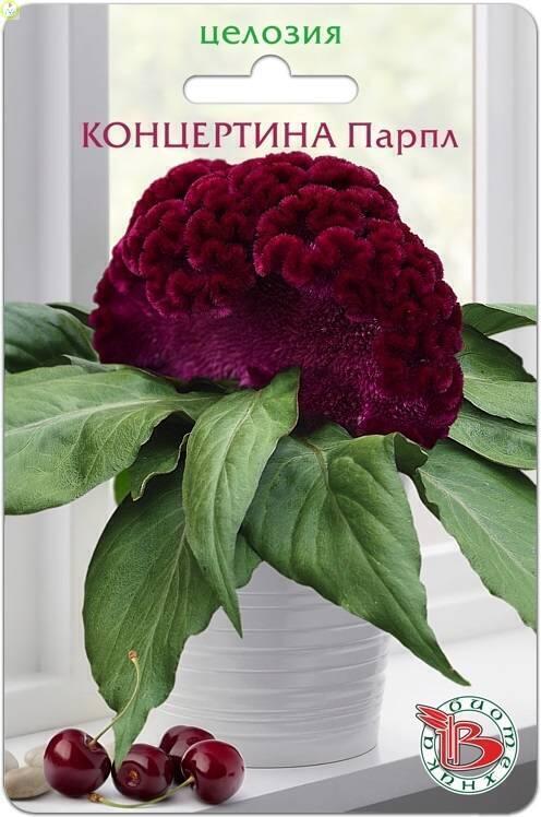 Купить оптом в Ботанике семена Целозия Концертина Парпл Био бренд Биотехника