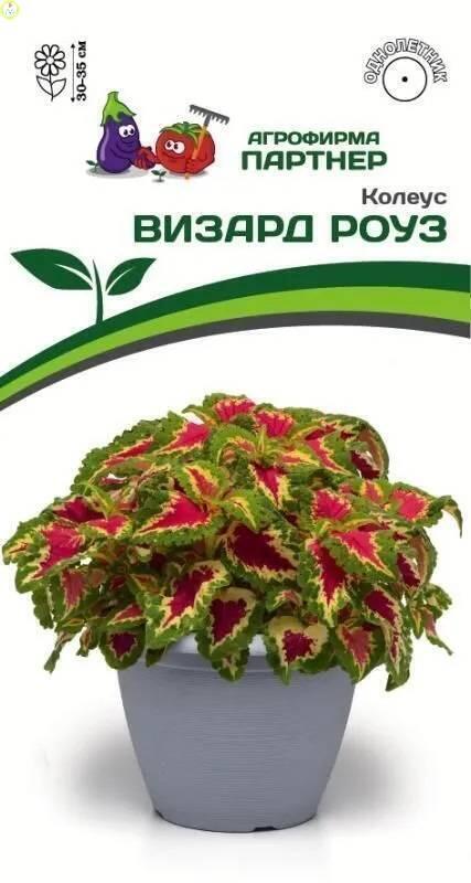 Купить оптом в Ботанике семена Колеус Визард Роуз Пар бренд Партнер