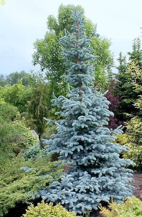 Купить оптом в Ботанике Ель колючая Хупси C1,5