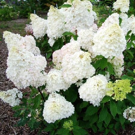 Купить оптом в Ботанике Гортензия метельчатая Диамантино Р9